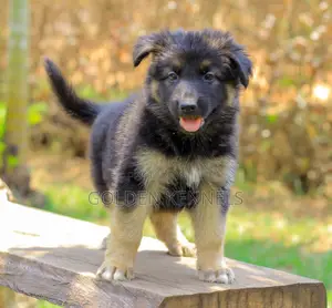 1-3 months Male Purebred German Shepherd
