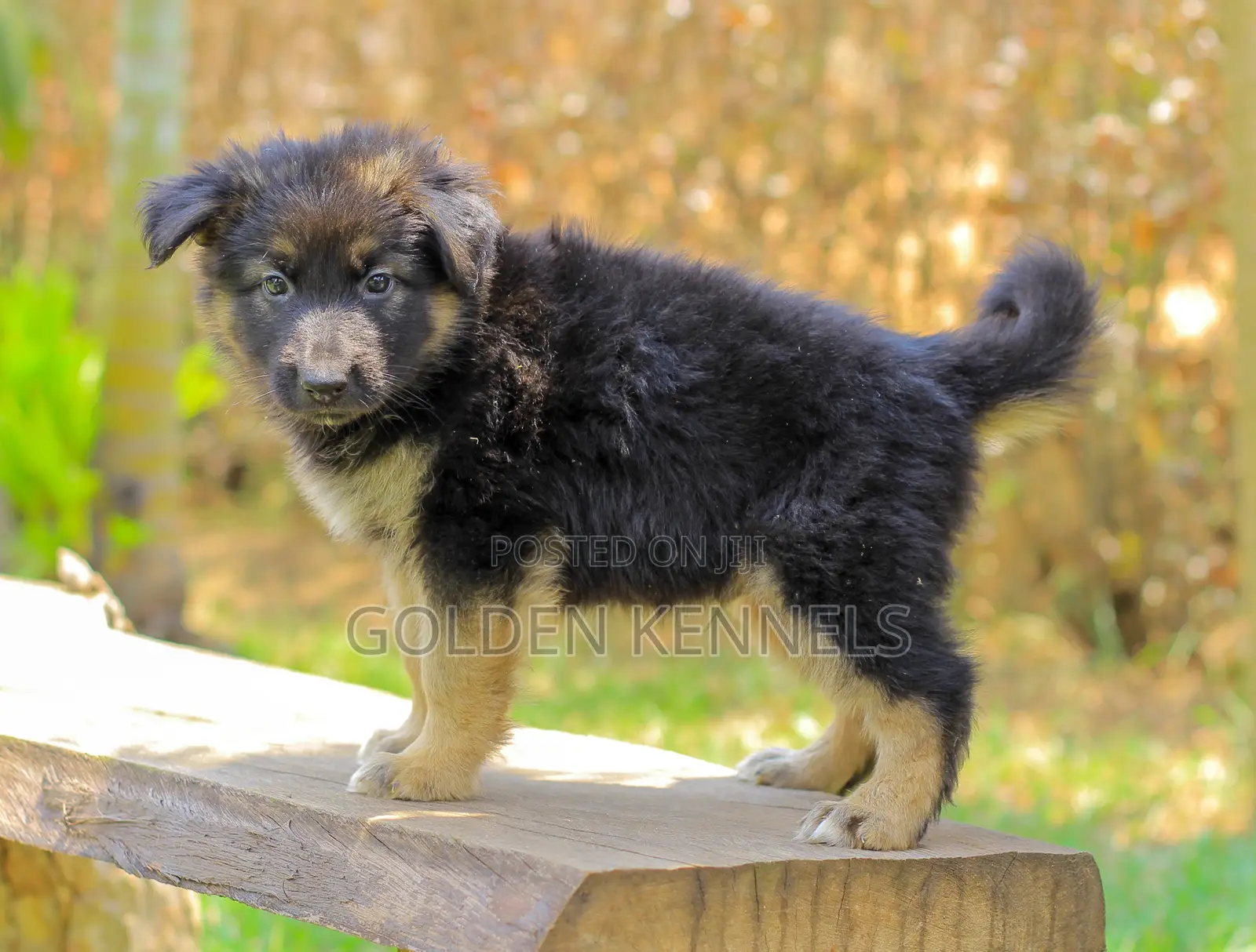 1-3 months Male Purebred German Shepherd