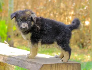1-3 months Male Purebred German Shepherd