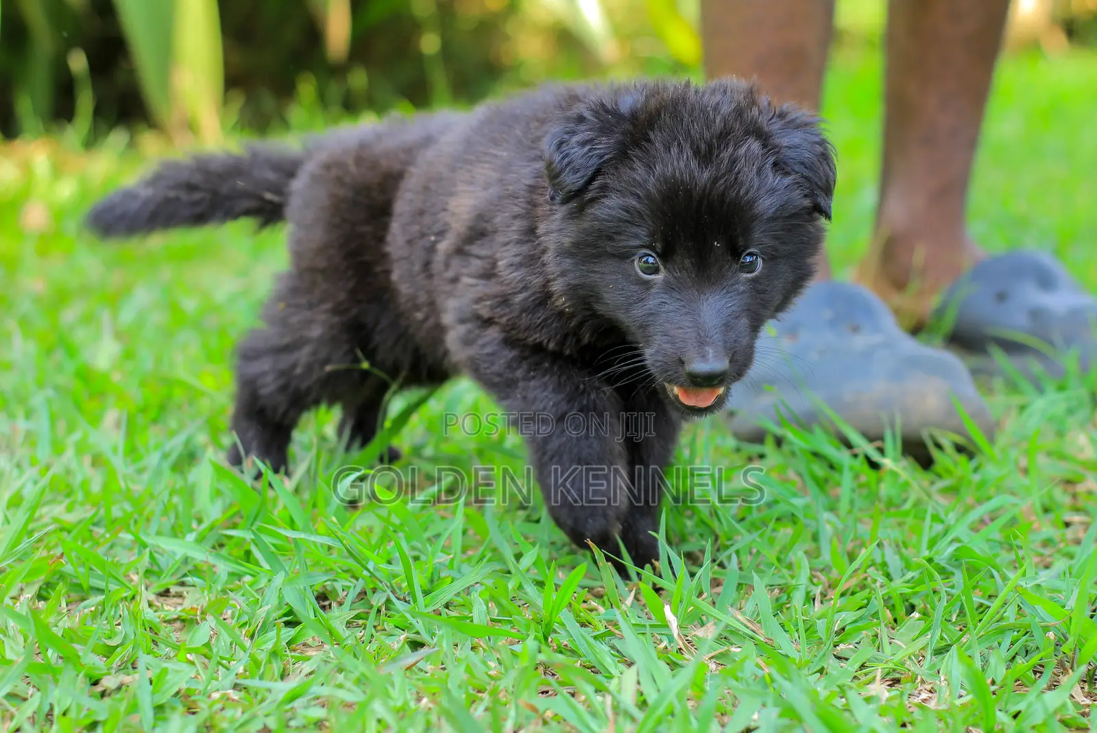 1-3 months Male Purebred German Shepherd