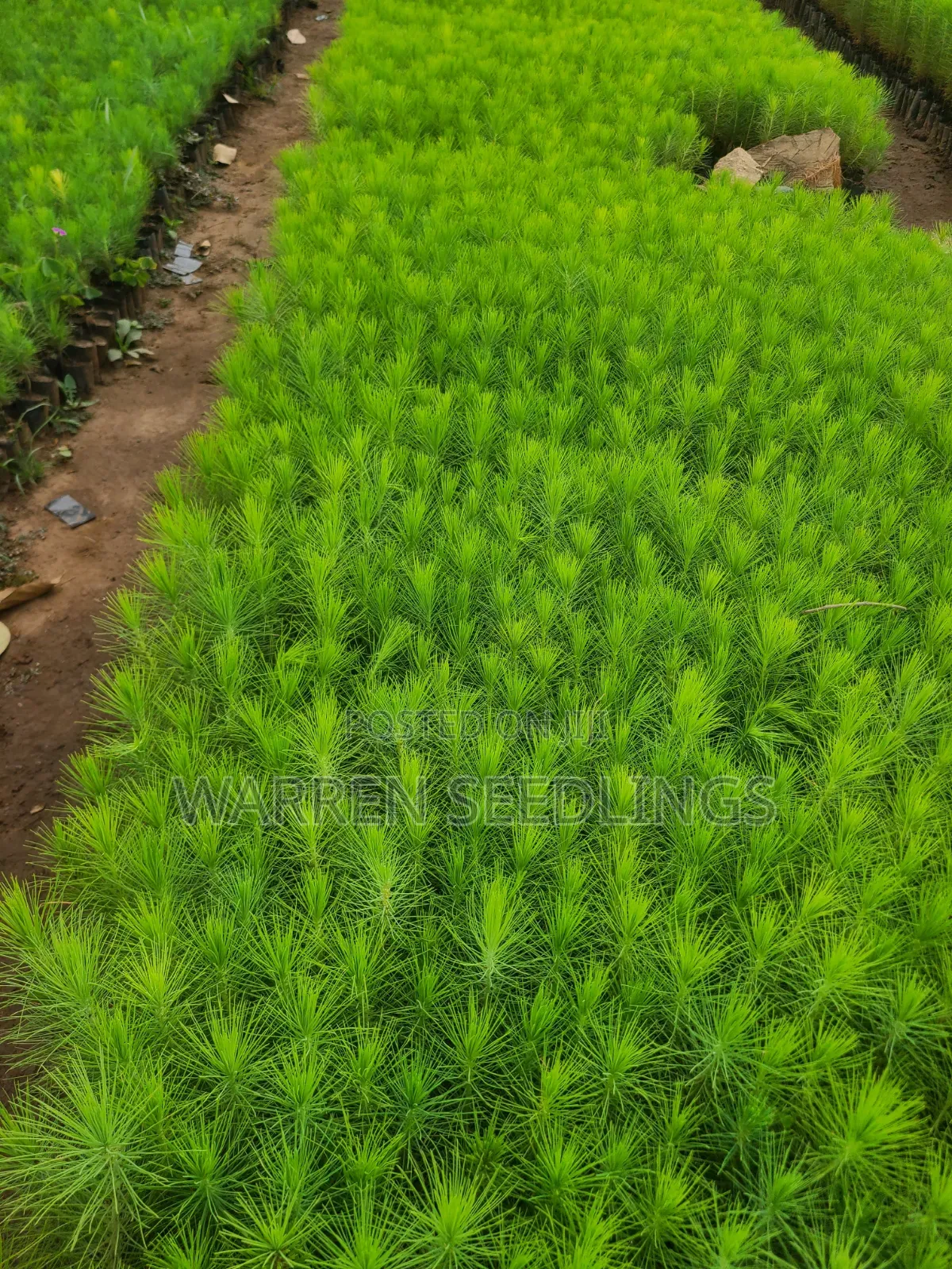 Pine Seedlings