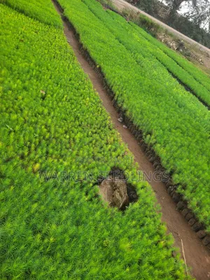Pine Seedlings