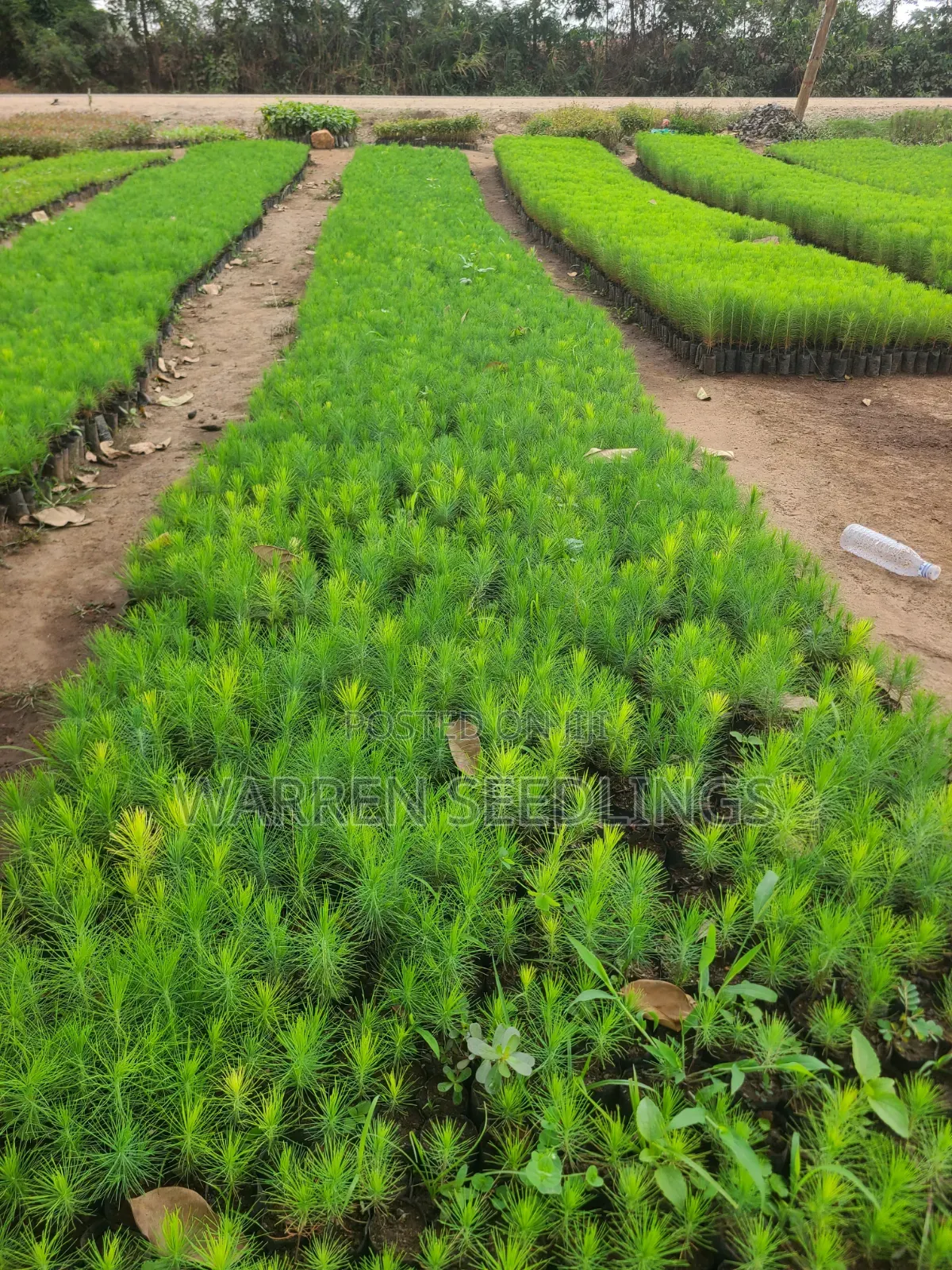 Pine Seedlings