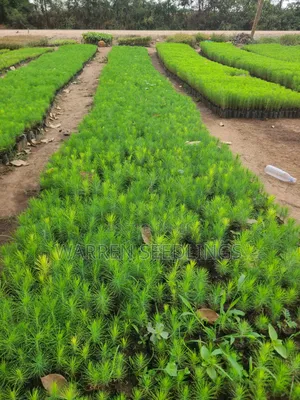 Pine Seedlings