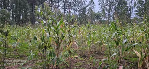Land on Sale