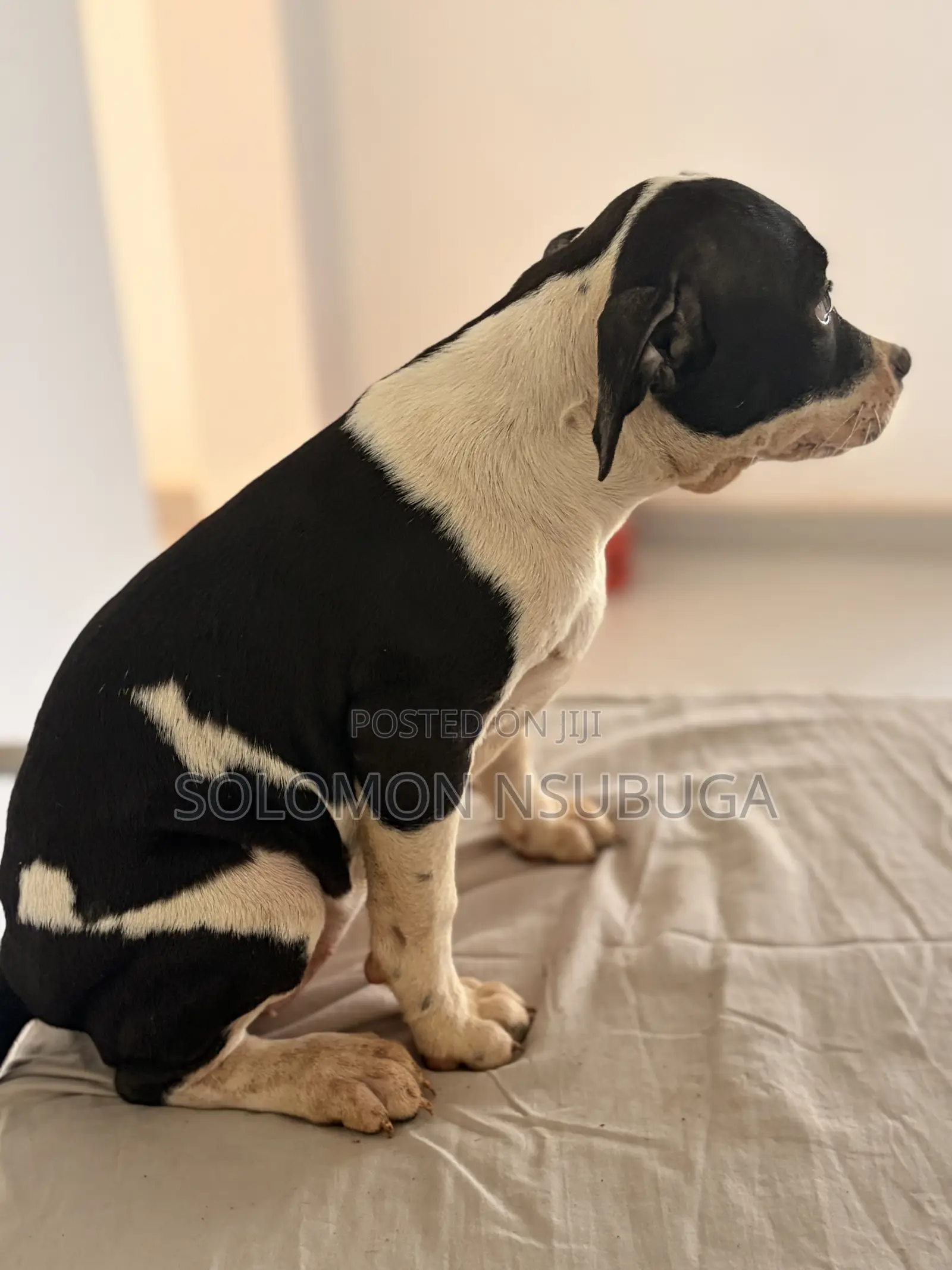 1-3 months Male Purebred American Pit Bull Terrier