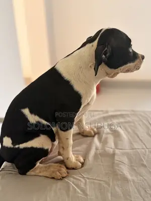 1-3 months Male Purebred American Pit Bull Terrier