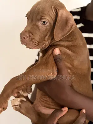 1-3 months Male Purebred American Pit Bull Terrier