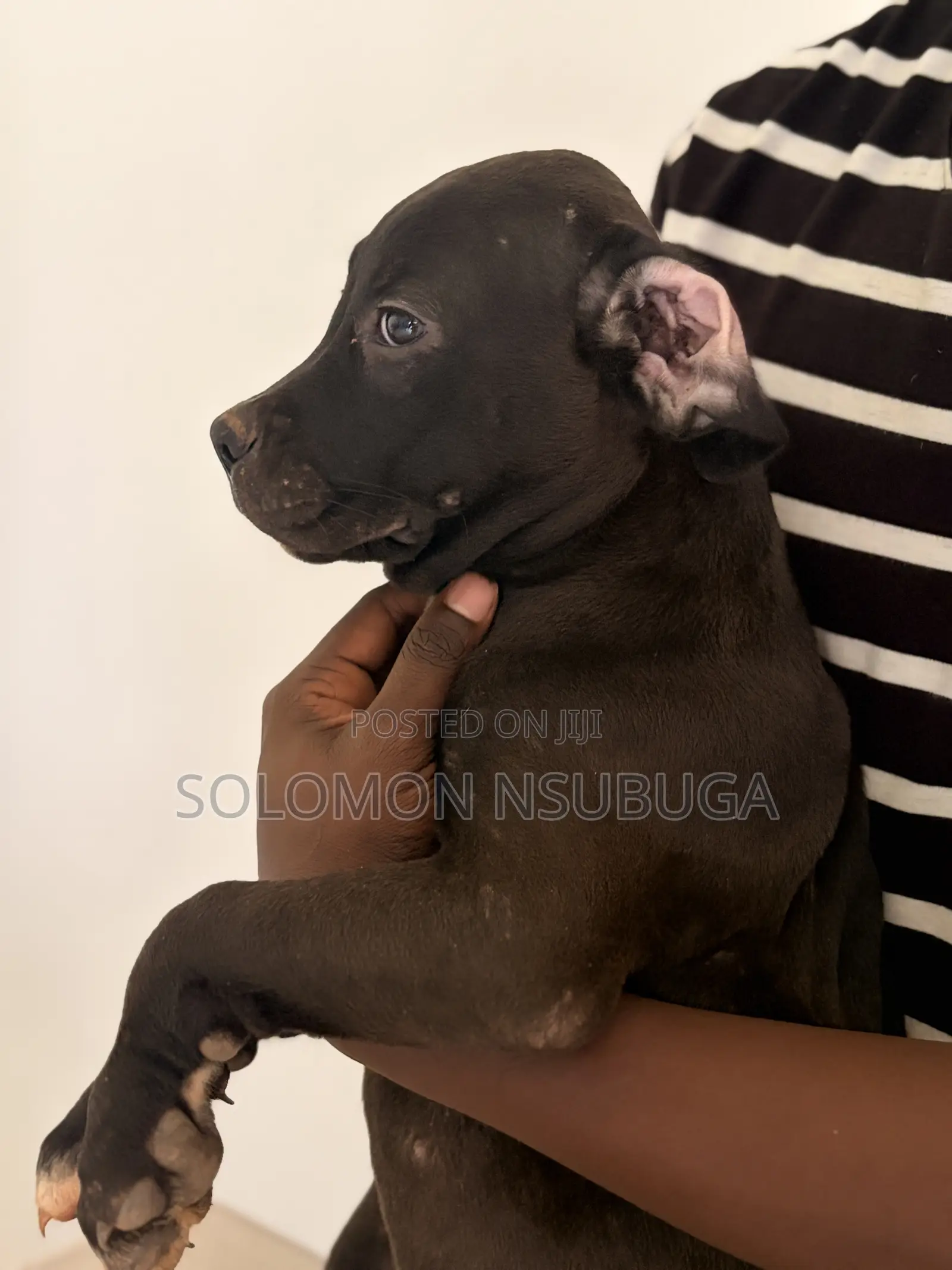 1-3 months Male Purebred American Pit Bull Terrier