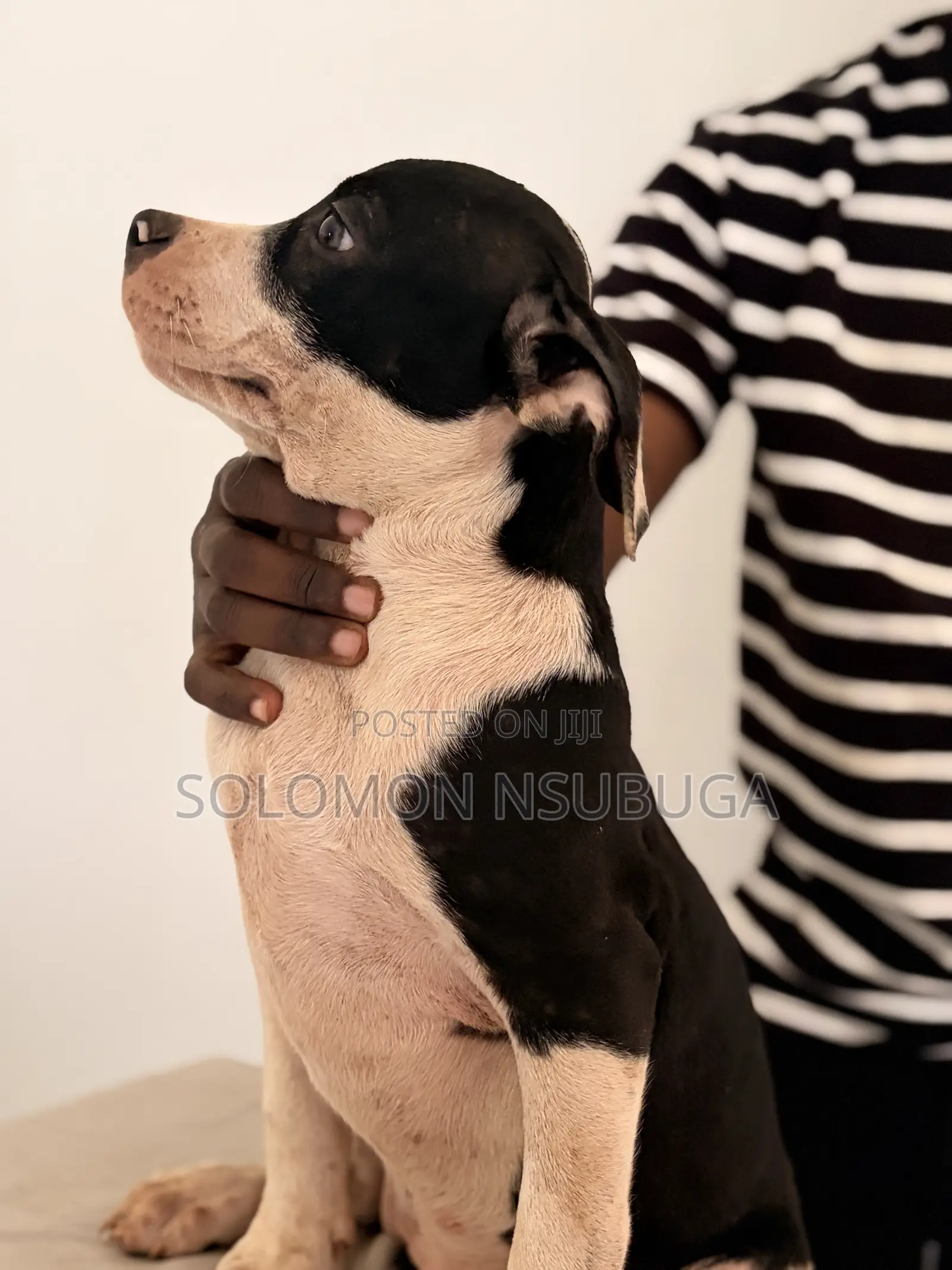 1-3 months Male Purebred American Pit Bull Terrier