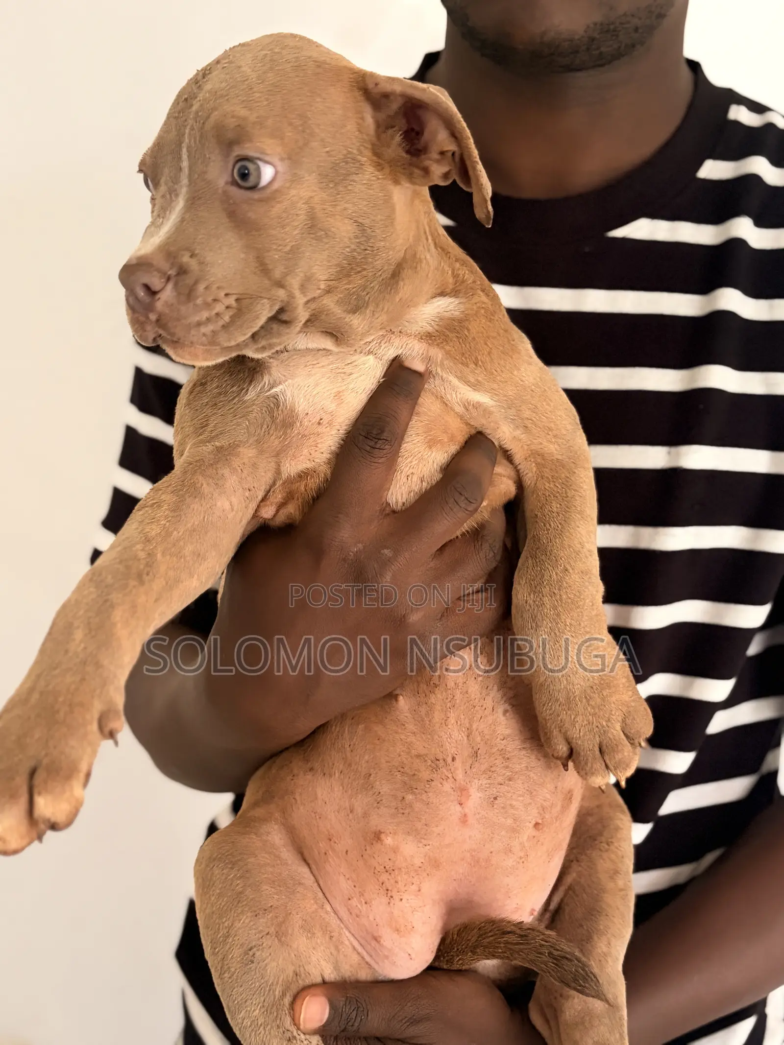 1-3 months Male Purebred American Pit Bull Terrier