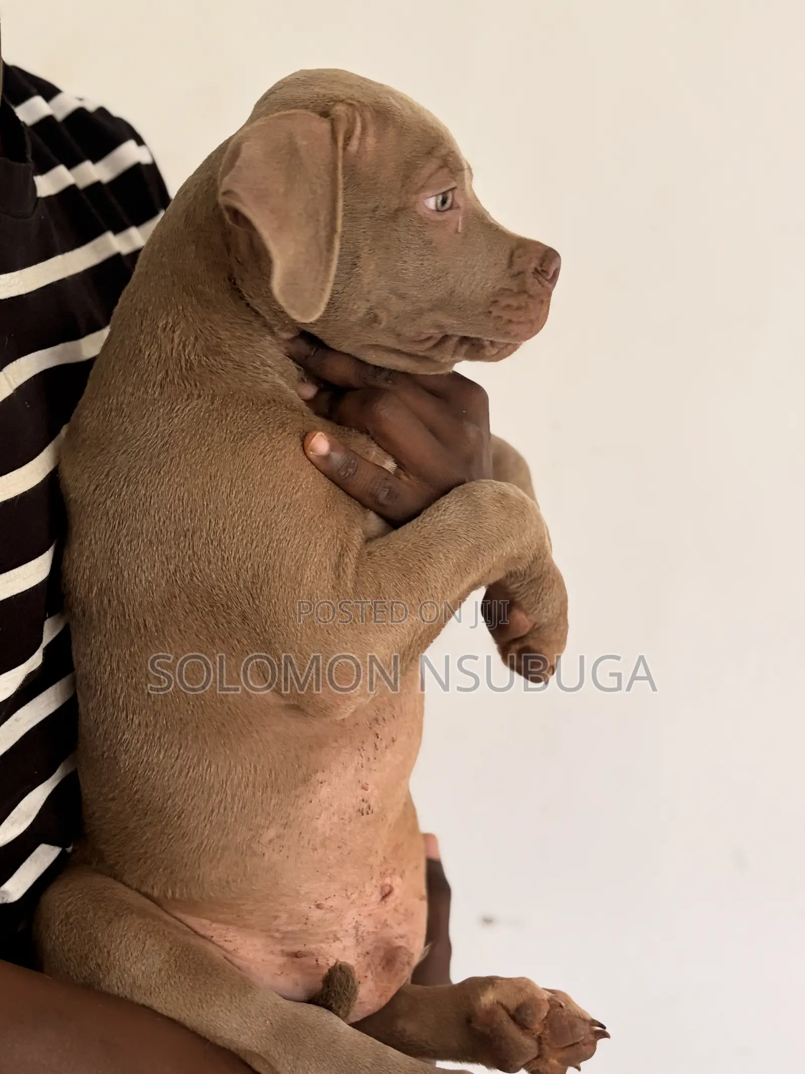 1-3 months Male Purebred American Pit Bull Terrier