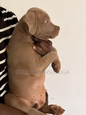 1-3 months Male Purebred American Pit Bull Terrier