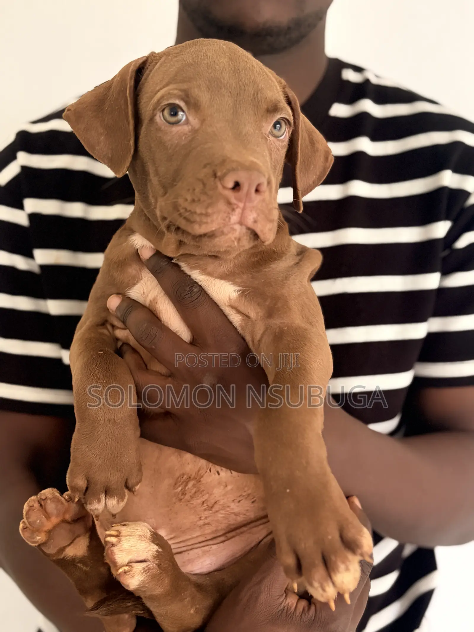 1-3 months Male Purebred American Pit Bull Terrier