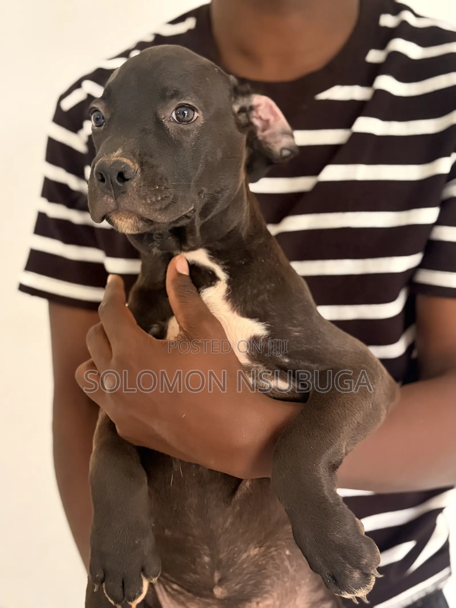 1-3 months Male Purebred American Pit Bull Terrier