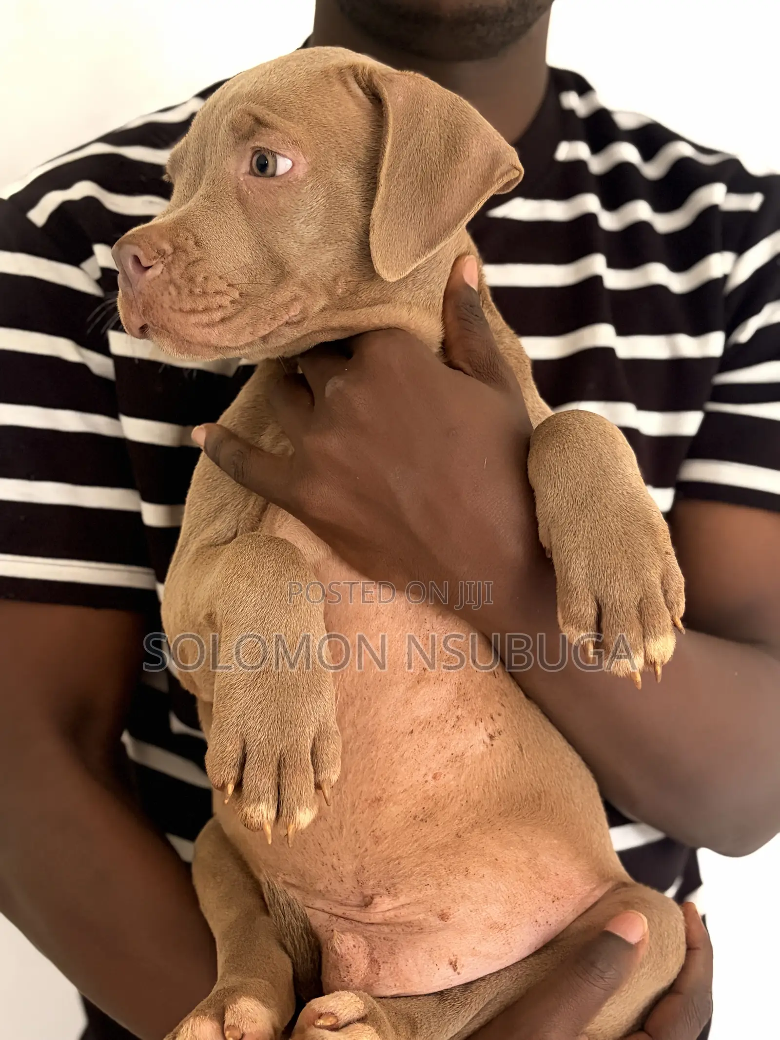 1-3 months Male Purebred American Pit Bull Terrier
