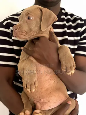 1-3 months Male Purebred American Pit Bull Terrier