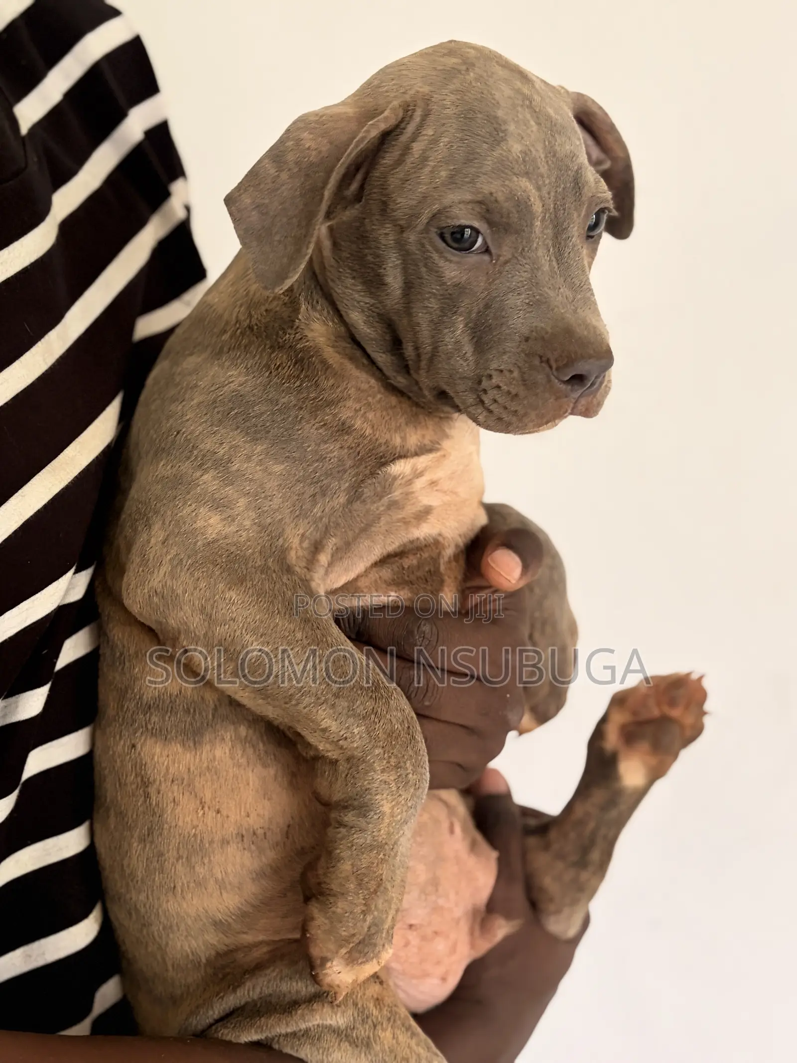 1-3 months Male Purebred American Pit Bull Terrier