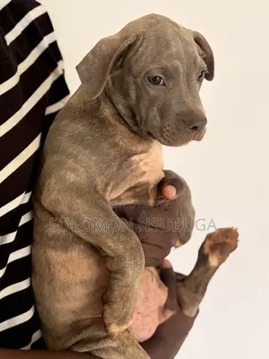 1-3 months Male Purebred American Pit Bull Terrier