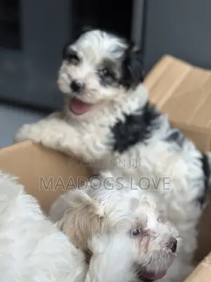 1-3 months Male Purebred Maltese