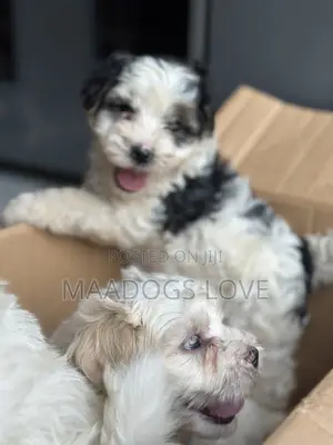 1-3 months Male Purebred Maltese