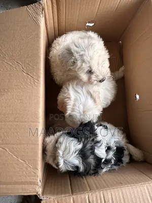 1-3 months Male Purebred Maltese