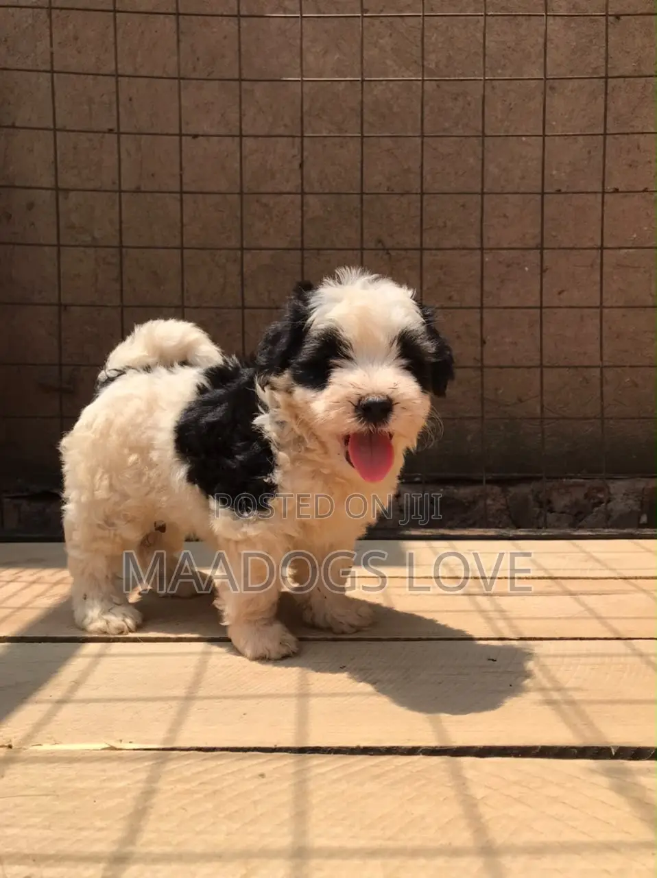 1-3 months Female Purebred Maltese