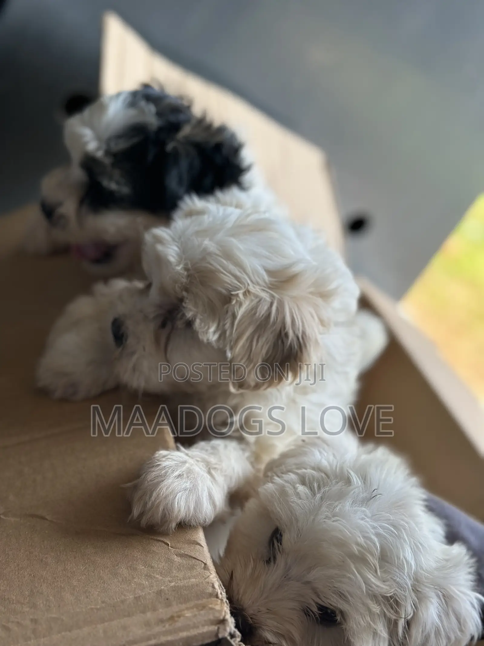 1-3 months Female Purebred Maltese