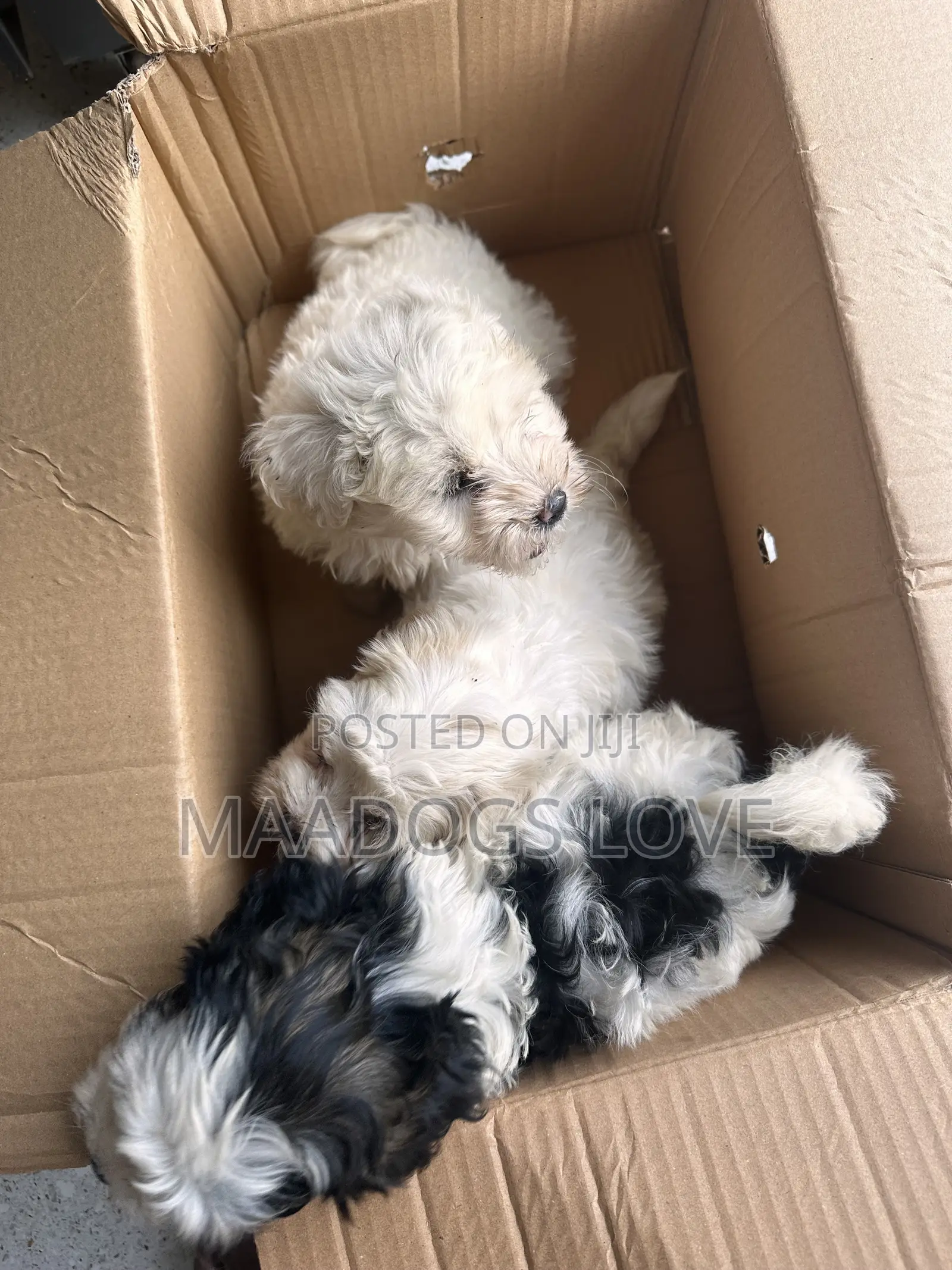 1-3 months Female Purebred Maltese