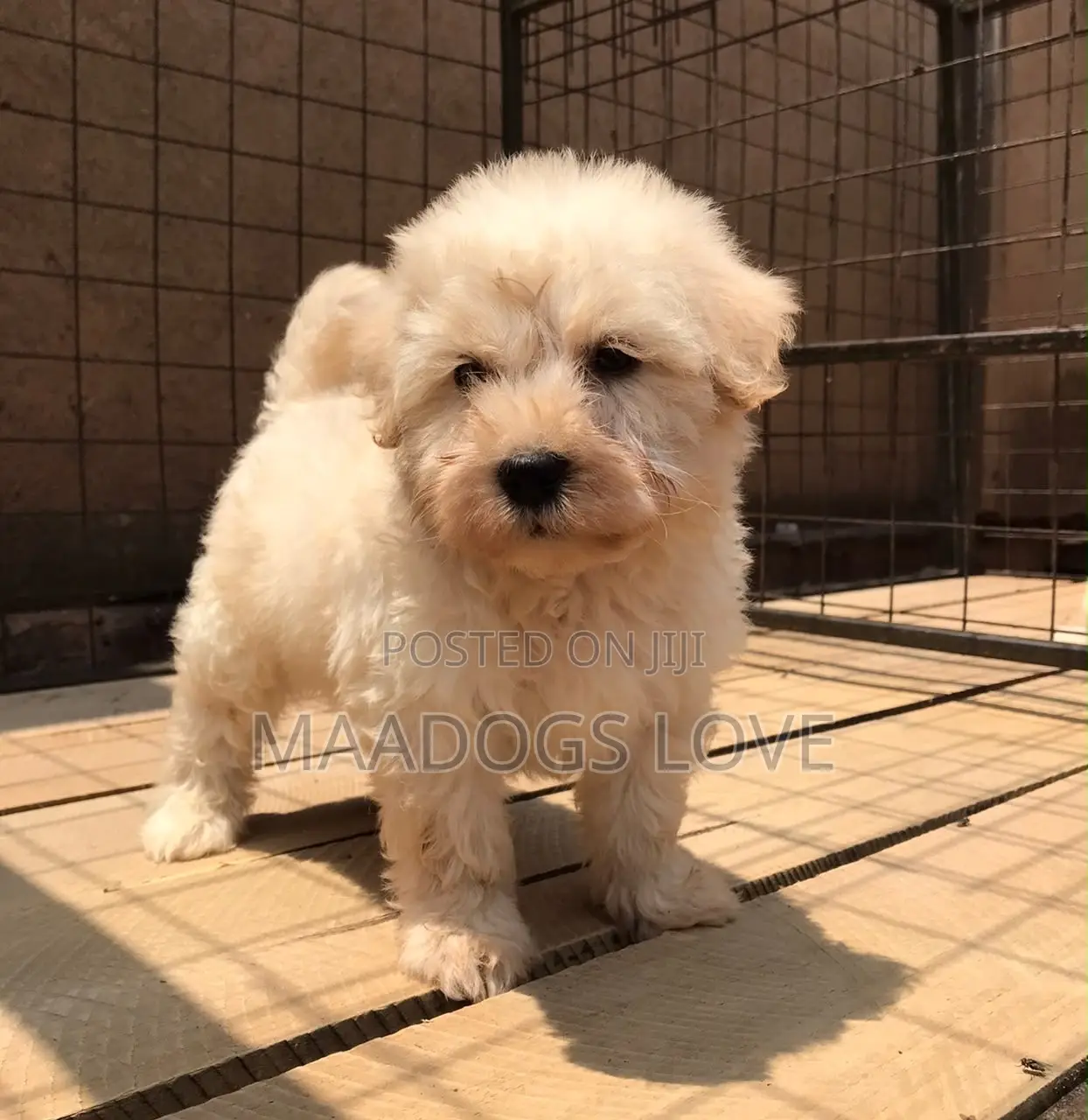 1-3 months Female Purebred Maltese