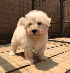 1-3 months Female Purebred Maltese