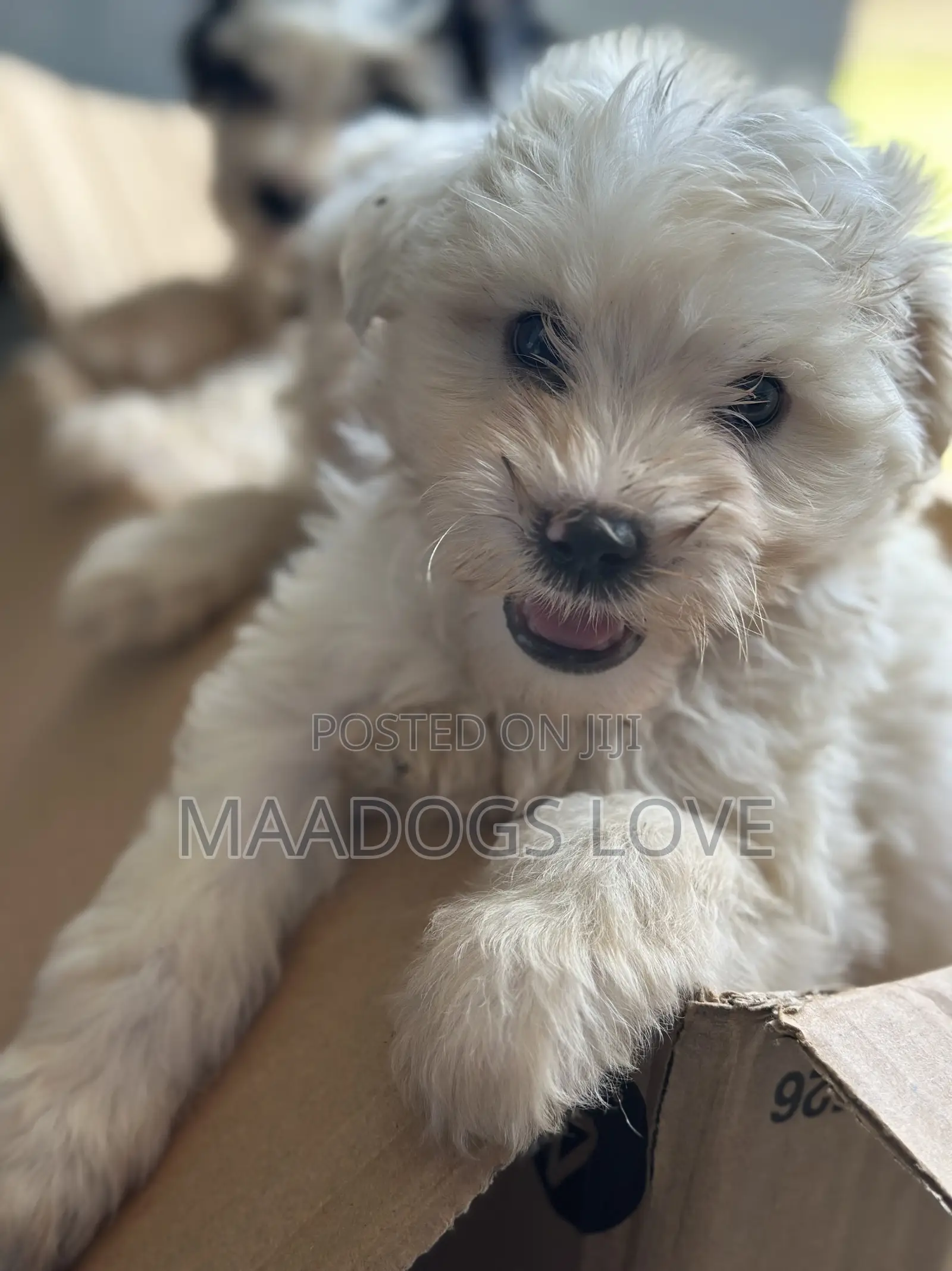 1-3 months Female Purebred Maltese