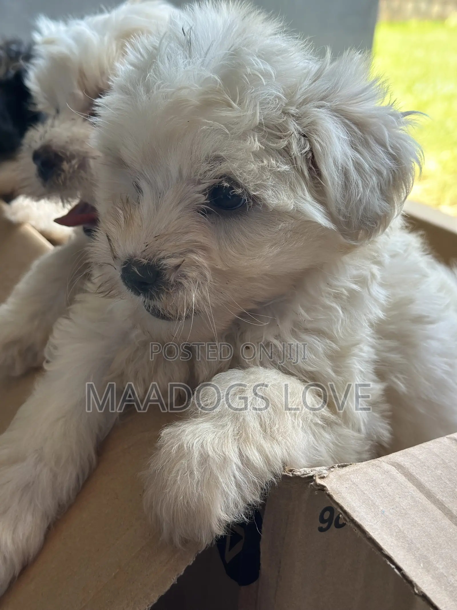 1-3 months Female Purebred Maltese