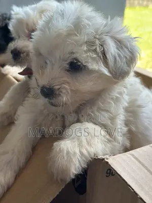 1-3 months Female Purebred Maltese