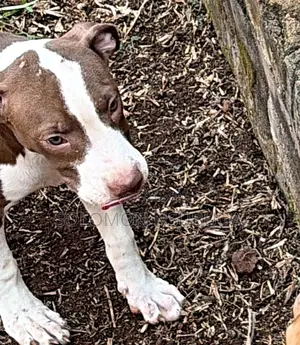 3-6 months Male Purebred American Pit Bull Terrier