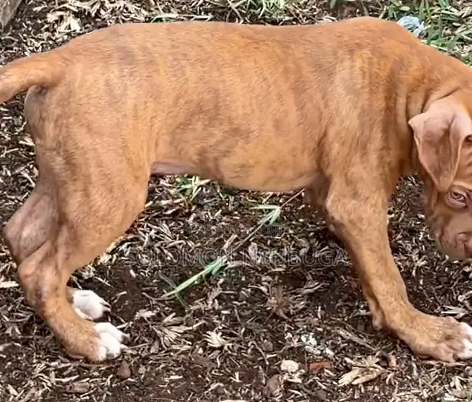 3-6 months Male Purebred American Pit Bull Terrier