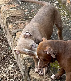 3-6 months Male Purebred American Pit Bull Terrier