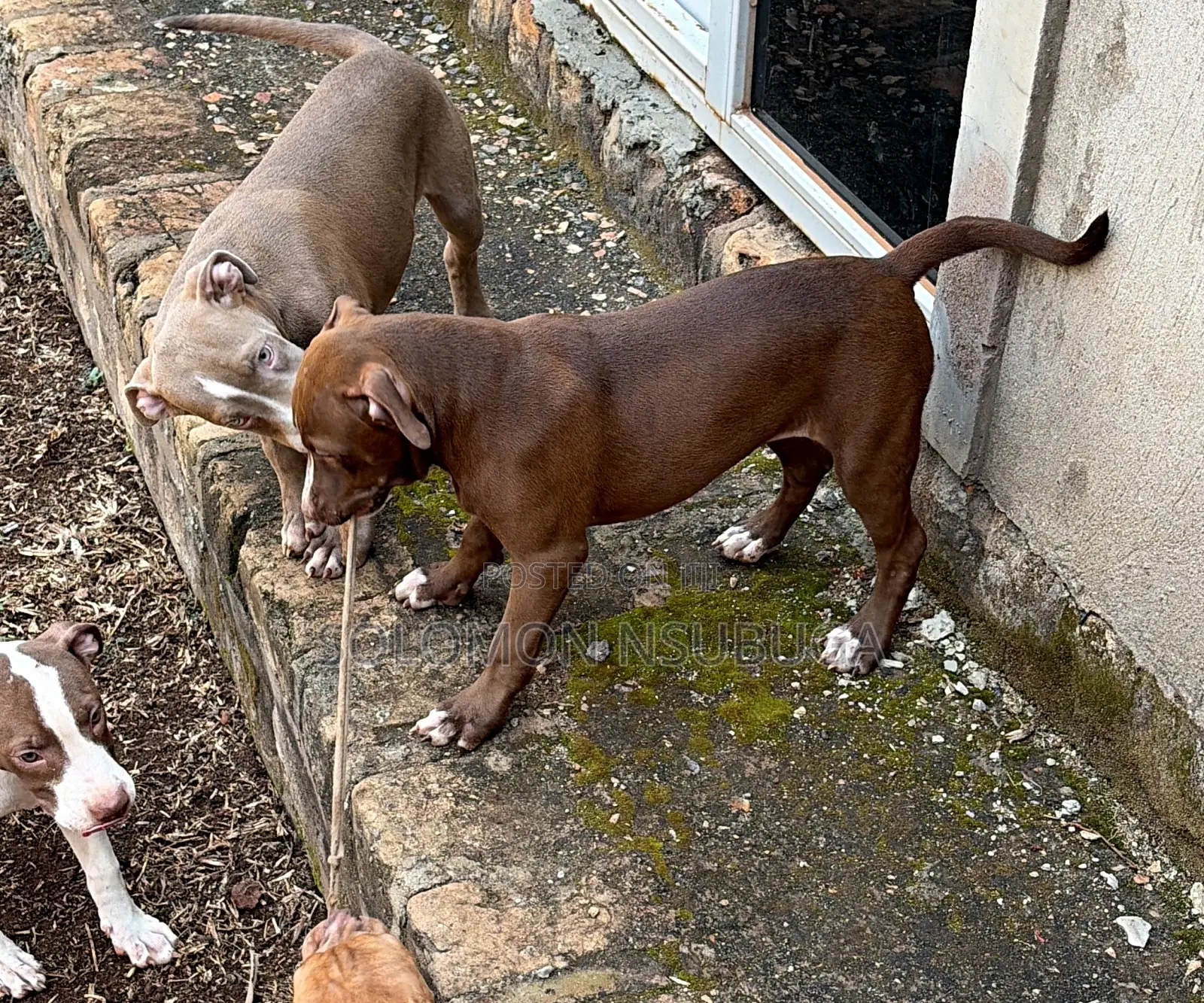 3-6 months Male Purebred American Pit Bull Terrier