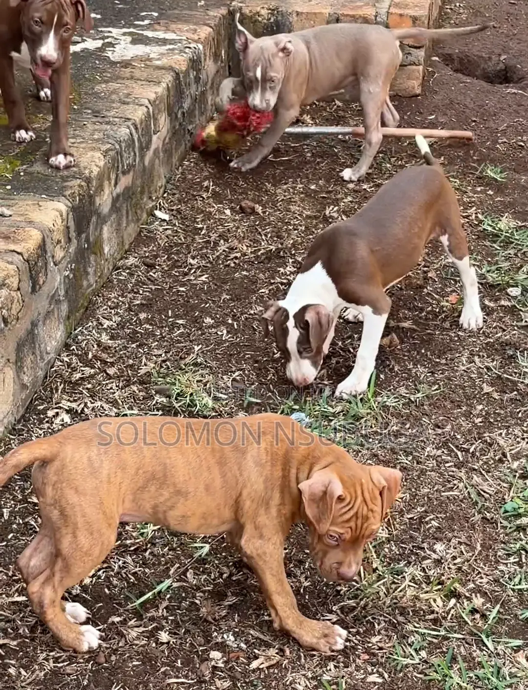 3-6 months Male Purebred American Pit Bull Terrier
