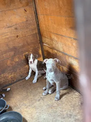 3-6 months Male Purebred American Pit Bull Terrier