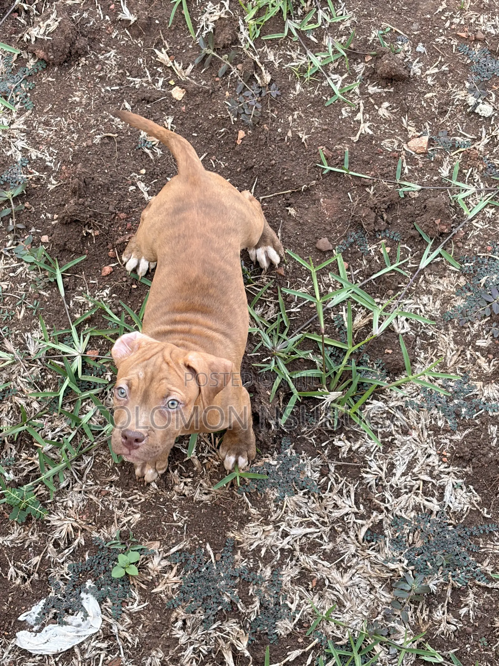 3-6 months Male Purebred American Pit Bull Terrier