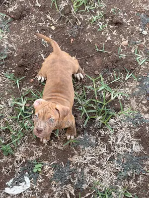 3-6 months Male Purebred American Pit Bull Terrier
