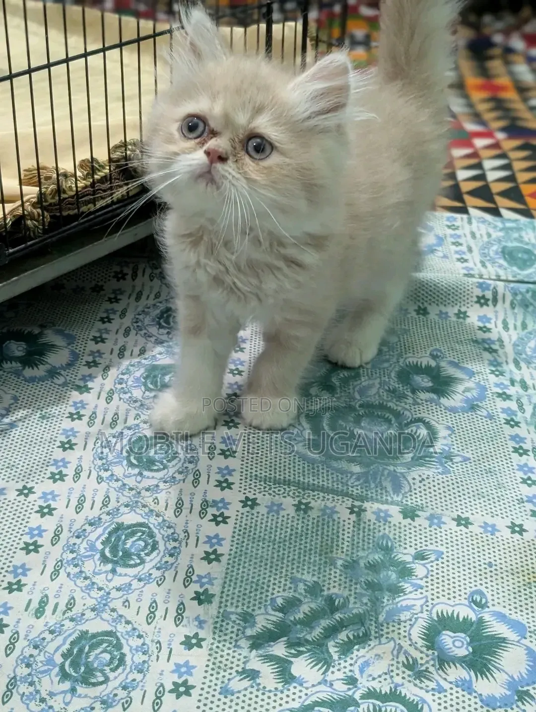 1-3 months Male Purebred Persian