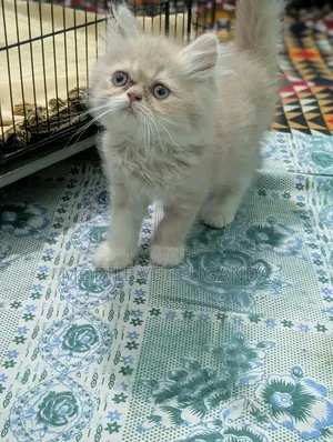 1-3 months Male Purebred Persian