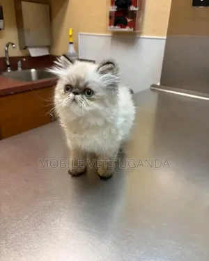 1-3 months Male Purebred Persian