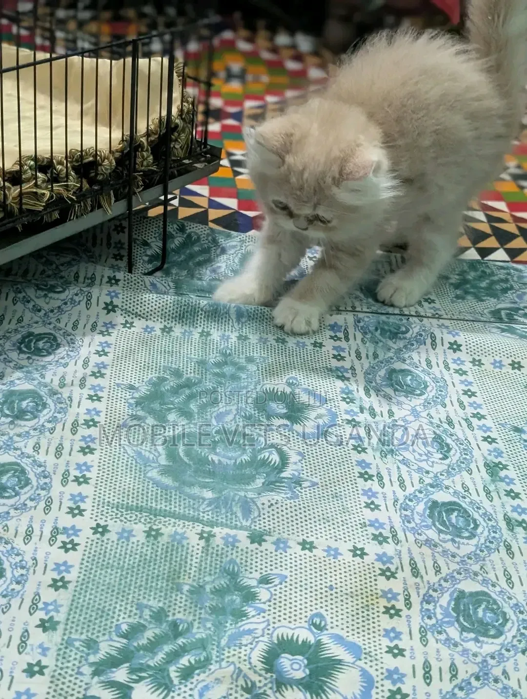 1-3 months Female Purebred Persian