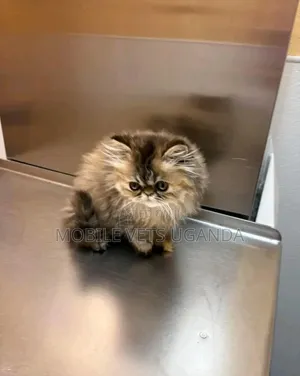 1-3 months Male Purebred Persian