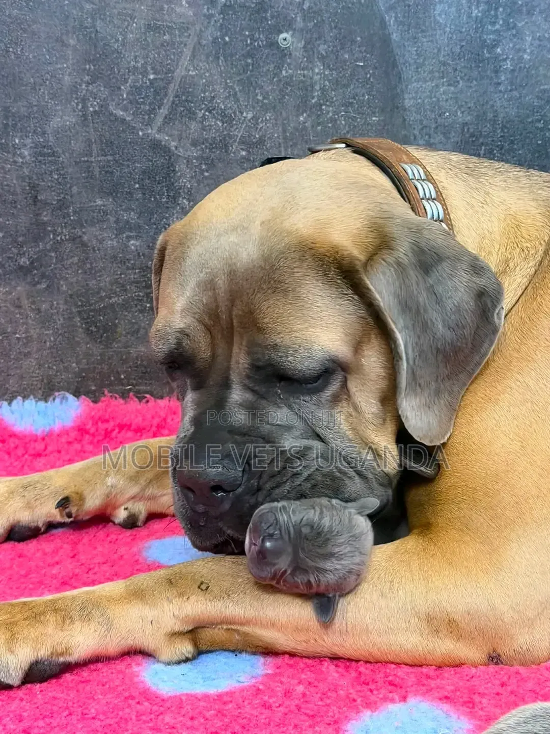 6-12 months Male Purebred Boerboel