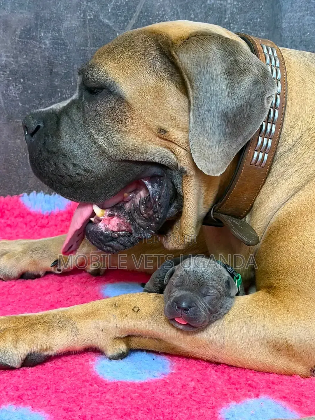 3-6 months Female Purebred Boerboel