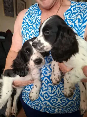 3-6 months Male Purebred English Cocker Spaniel